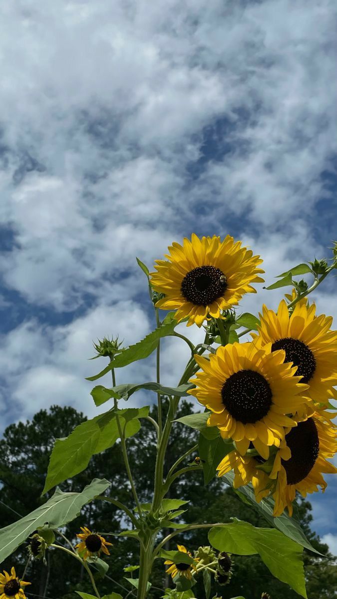 softpetalview's tweet photo. https://t.co/cGCJAtLAC4