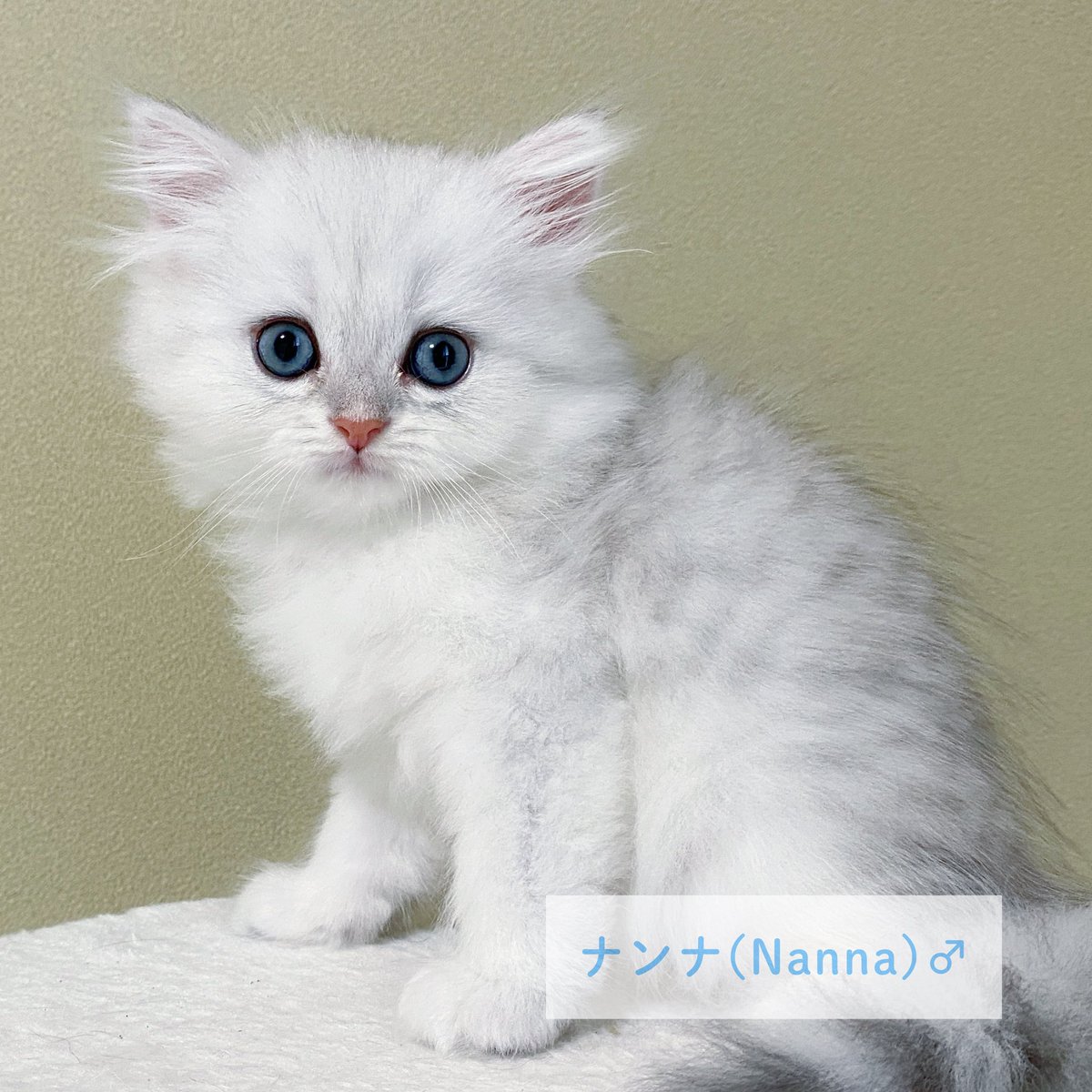 Pelcecat's tweet photo. シフォンベビー2頭、本日よりご家族様の募集を開始します！

これまでたくさん頑張ってもらったシフォンママ。今回が最後のベビーです🥹

これまでの子達、どの子もみんな可愛く健康に成長してくれています🍀*゜

ぜひ、お迎えをご検討いただけますと幸いです✨️

#チンチラシルバー #ペルシャ猫 https://t.co/9w3KTnh6y9