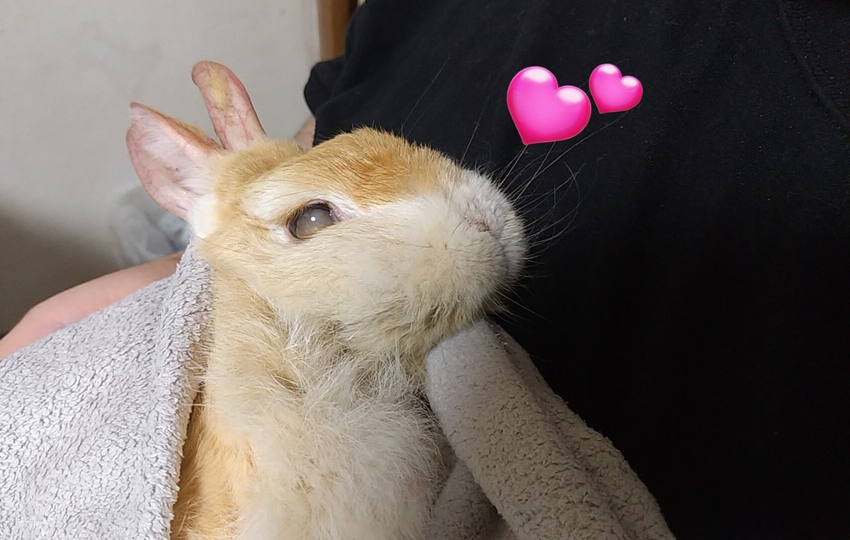 gentle92429's tweet photo. 🐰あたし、朝ごはんいっぱい食べたよ🌿🌿🌿🥄💉💚💚💚お薬も飲んだ！
とのとのに抱っこして欲しいから、あたしがんばる💕💕💕

#うさぎの15歳5カ月
#うさぎの介護 https://t.co/3XzLr29COQ