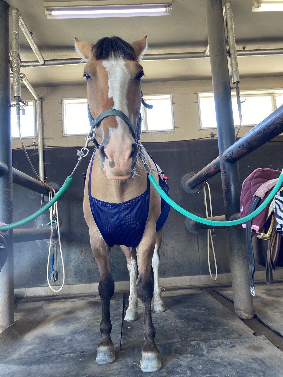 mican63814172's tweet photo. 🐴なんかみんな…ワラッテマスカ⁉️💢💢
#ゴールドチップ #ゴルチの定番ぱっつん前髪✂️ #虫除け馬着お腹用🪰 #馬界隈で流行らせたい格好みんで着れば怖くない👍✨ https://t.co/1vvCdLqqAG