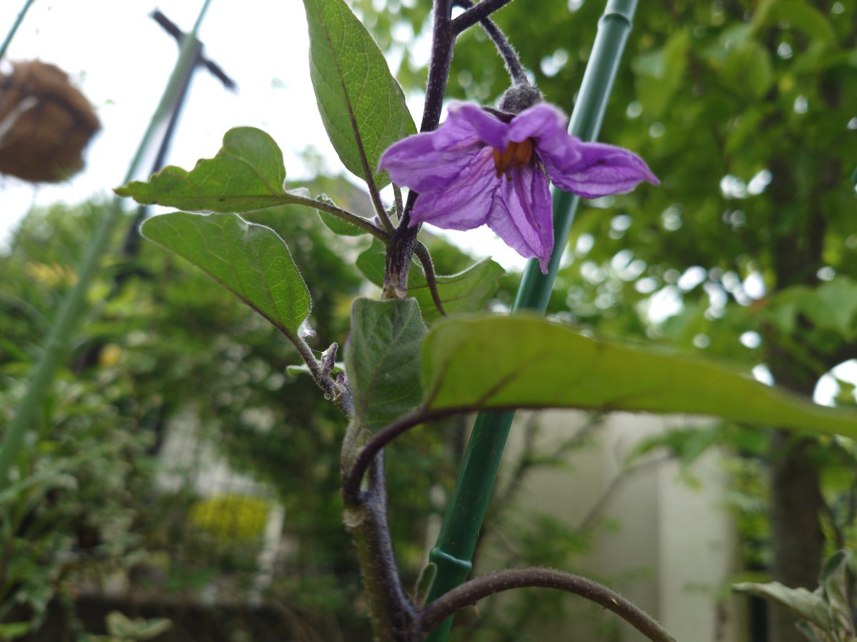 chamomile0120's tweet photo. ようやく雨も止み、庭に出たら水ナスの花が咲いてました。どうか枯れないで無事に実が育ちますように
#初夏の訪れ 2026⑤ https://t.co/NVAbCXYeqz