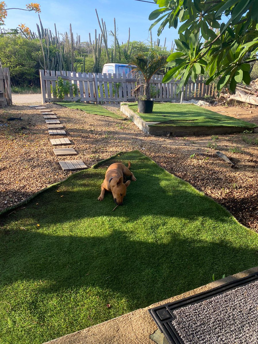 ArubaRealty's tweet photo. For Sale in Santa Cruz, Aruba, 1-bedroom container home on 635m² property land with solar panels, large covered porch, kitchen, bathroom, AC, and spacious outdoor area.

Asking Price: USD 395,000
https://t.co/EQCUpMdwTK
#ArubaRealEstate #JZRealtyAruba https://t.co/axQKFAsC2R