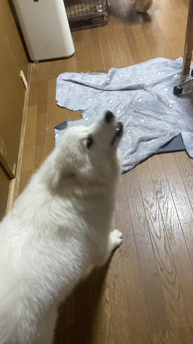 TOKI@P90使い🐺狼 tweet media