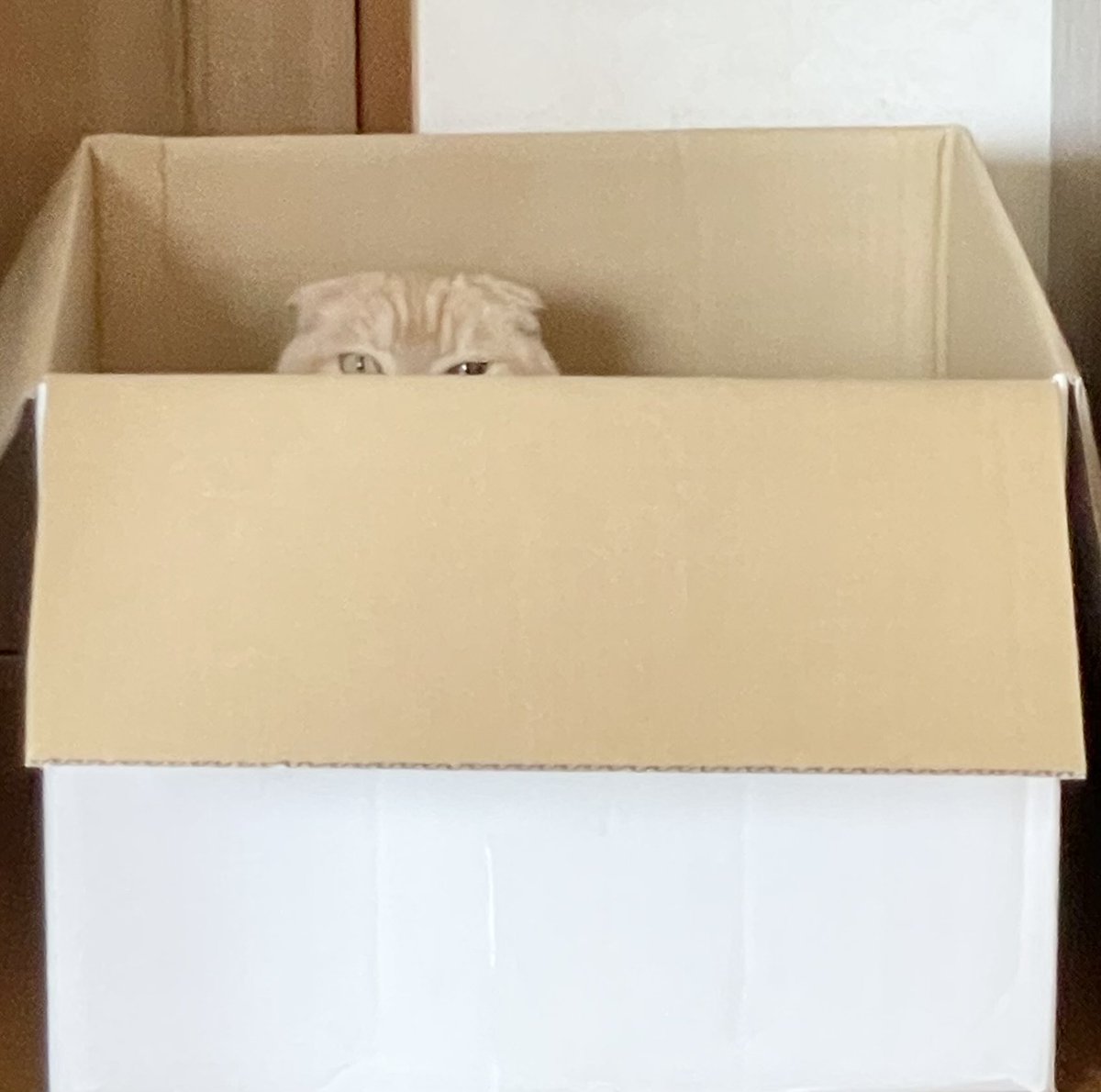 chunkojunko's tweet photo. お久しぶりです。アロンです🐈📦

#スコティッシュフォールド https://t.co/GnhkoXKBYx