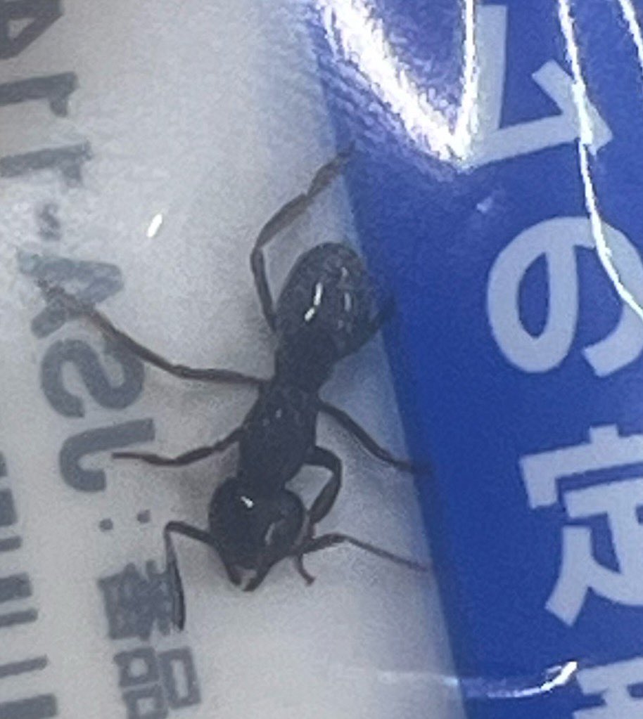 ant_beginner's tweet photo. https://t.co/TW2On2VBIQ
