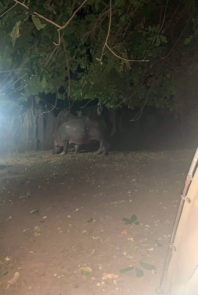 tomshoots's tweet photo. I shot this in South Luangwa National Park, Zambia. When visiting that park, you sleep right inside it by the river, where the animals cross. 

I happened to wake up around 2am one night, and could here movement. I unzipped the tent and took a peak, and this hippo was chowing down by the fence line. 
#zambia #wildlife