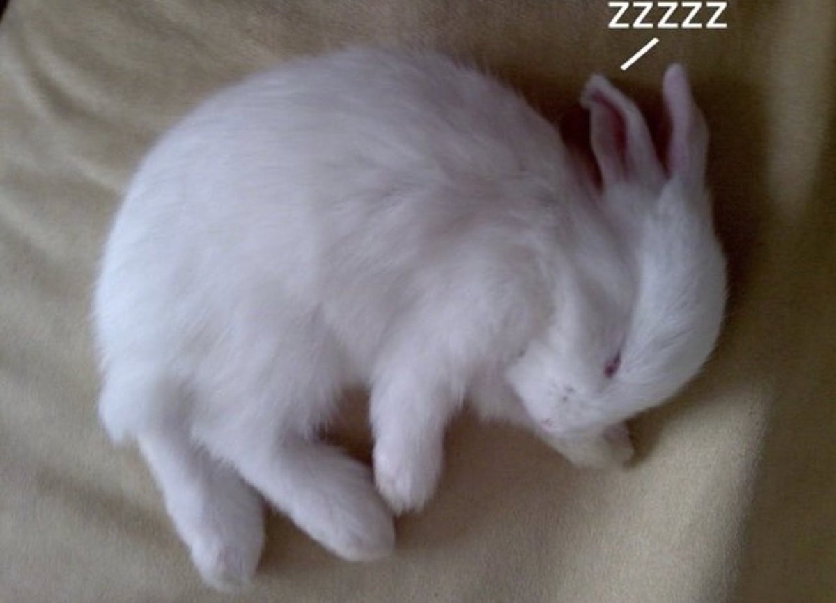 bunny! tweet media