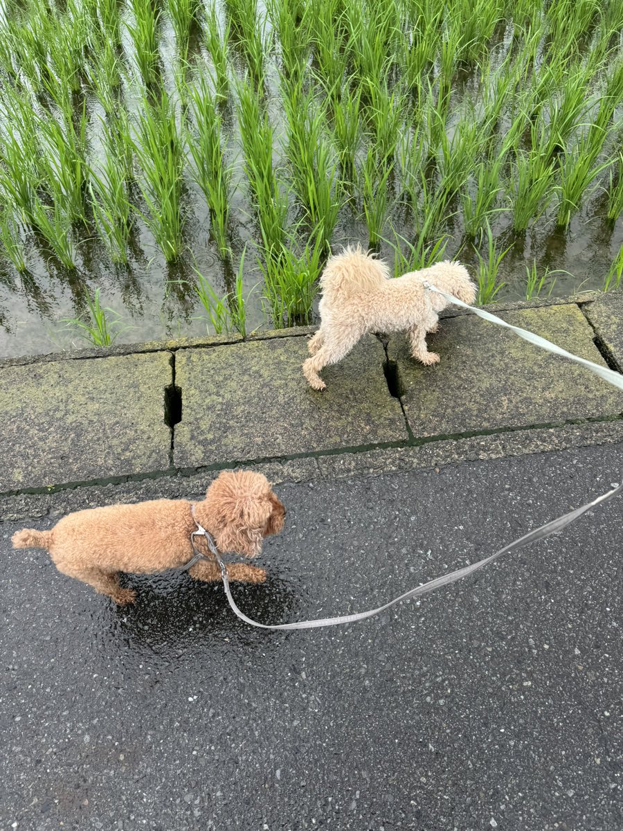 ocarina_kitchen's tweet photo. お外に行きたくないインドア犬と、お外大好き犬。ようやく2匹で上手に散歩できるようになってきました。毎朝の散歩は私の健康維持にも役立っています😄
トリミングサロンに預けて、おじさんは大山の川清掃です https://t.co/dI6KiKXX5E