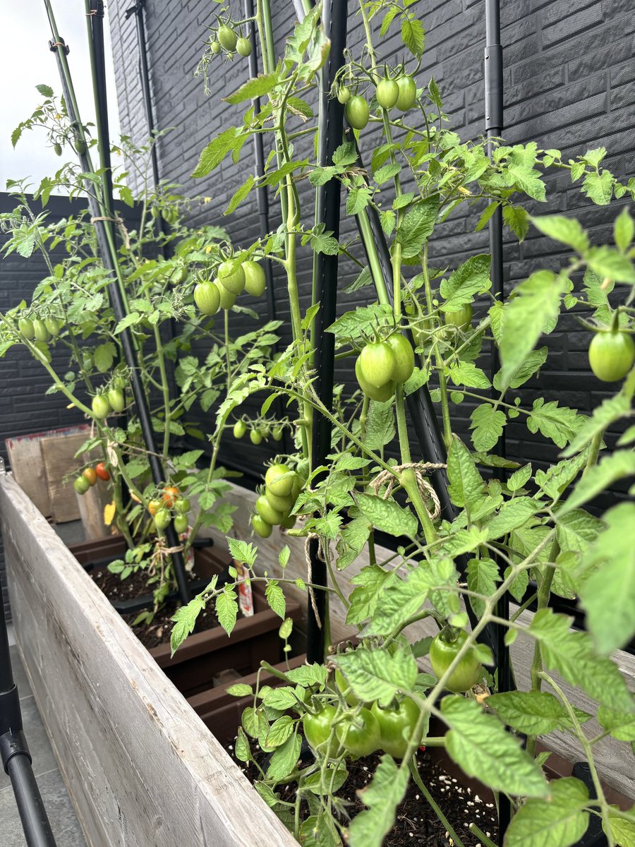 saishoex's tweet photo. おはようございます☁️

食育の一環として
屋上で育ててるミニトマト🍅
食べれる大きさ、赤さになってきました✨

甘くて美味しいそうです😋

週の始まり、げつようび！
今週もよろしくお願いします🚚

#企業公式が毎朝地元の天気を言い合う
#企業公式が朝の挨拶を言い合う https://t.co/Ko0ZSDdhV6