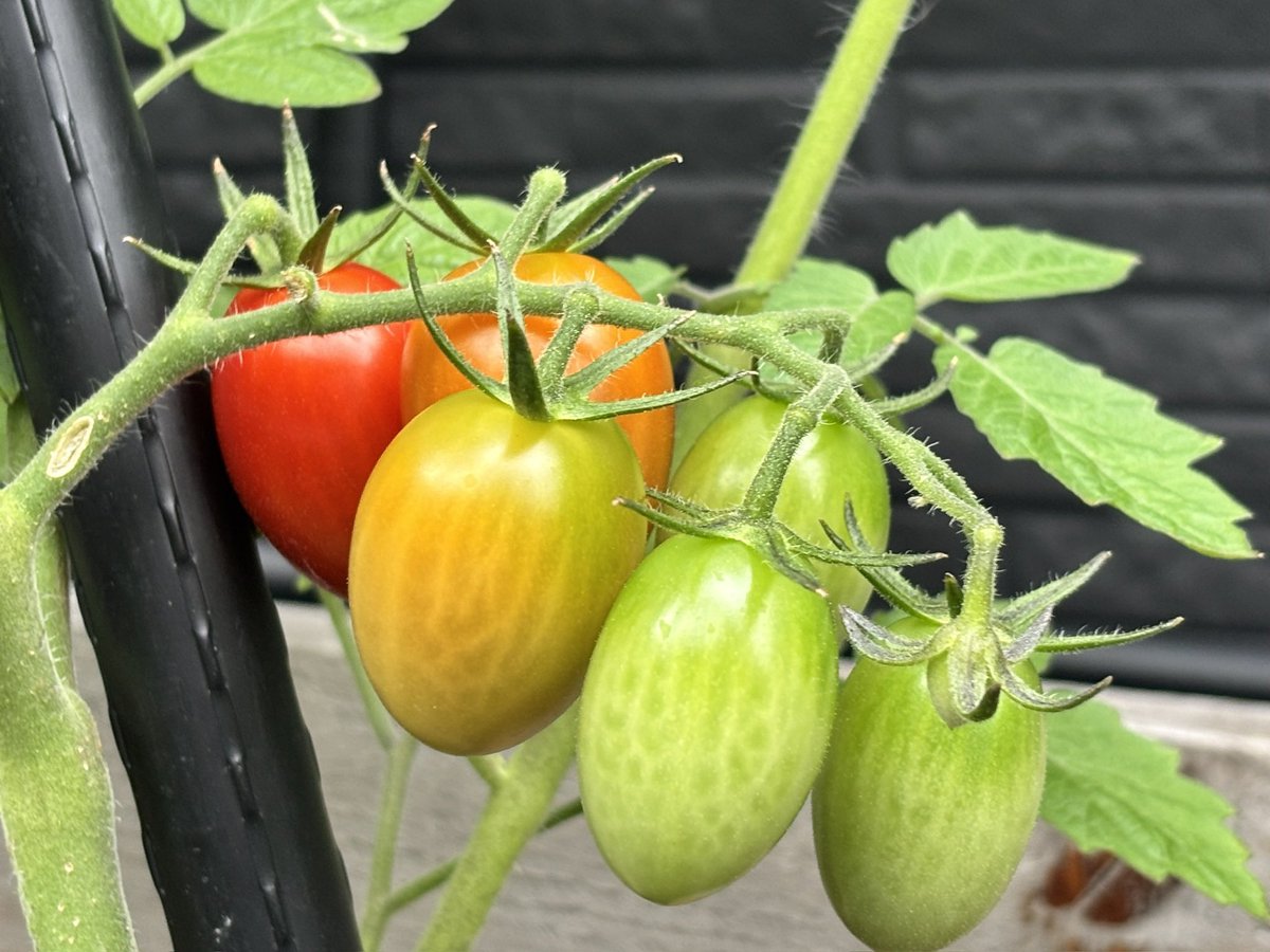 saishoex's tweet photo. おはようございます☁️

食育の一環として
屋上で育ててるミニトマト🍅
食べれる大きさ、赤さになってきました✨

甘くて美味しいそうです😋

週の始まり、げつようび！
今週もよろしくお願いします🚚

#企業公式が毎朝地元の天気を言い合う
#企業公式が朝の挨拶を言い合う https://t.co/Ko0ZSDdhV6