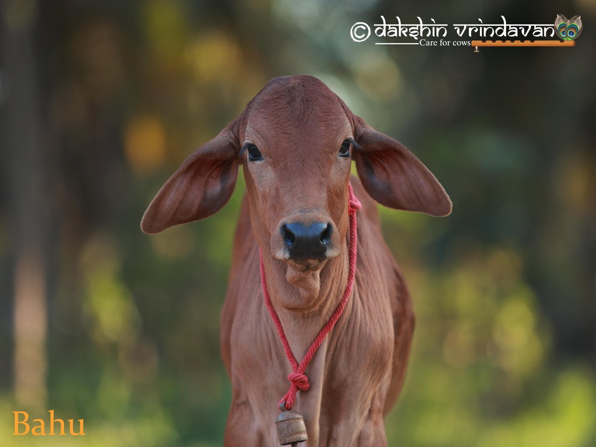daksinvrindavan's tweet photo. NEW ADMISSION — BAHU

Please welcome Bahu to Dakshin Vrindavan.
Please share his story.

Some lives are pushed towards suffering for no fault of their own. https://t.co/x3K4qBnbAq