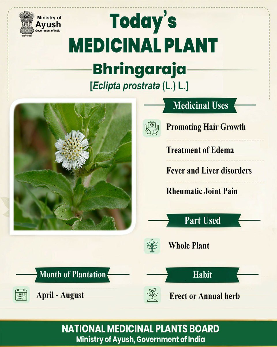 nmpb1's tweet photo. Meet Bhringaraja(Eclipta prostrata)featured by National Medicinal Plants Board @moayush
​This powerful annual herb is widely known for:
*Promoting hair growth
*Managing fever, liver disorders, edema &amp; rheumatic joint pain
📅 Best planted: April – August
Dr. @mahesh_dadhich https://t.co/jQgY89atK9