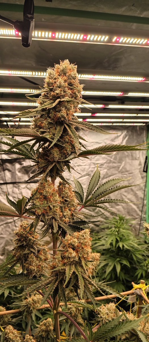 Havmutual's tweet photo. Just keeps on swelling...💥💨💪💪 @Havmutual  Headband 99... Days away💥 cannabis culture https://t.co/vctUvjYecl