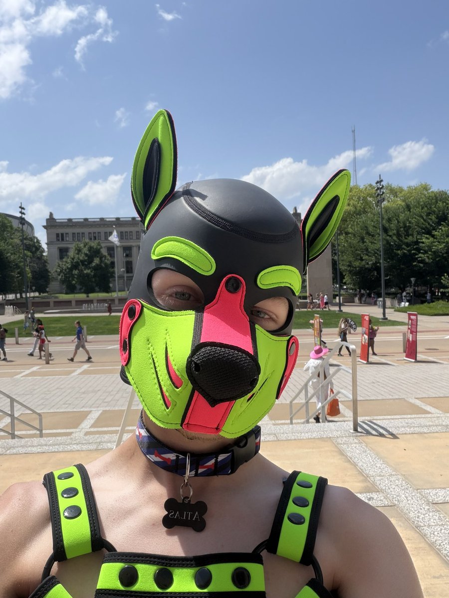 XPupAtlasX's tweet photo. This pup went to St. Louis PrideFest! https://t.co/HEN6hISy1w