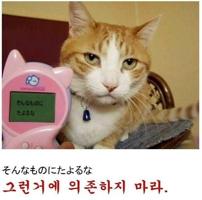 sattosi84's tweet photo. 고양이 번역기를 써보았다 

고양기 번역기 사용 후기 https://t.co/fiQYZctcBU