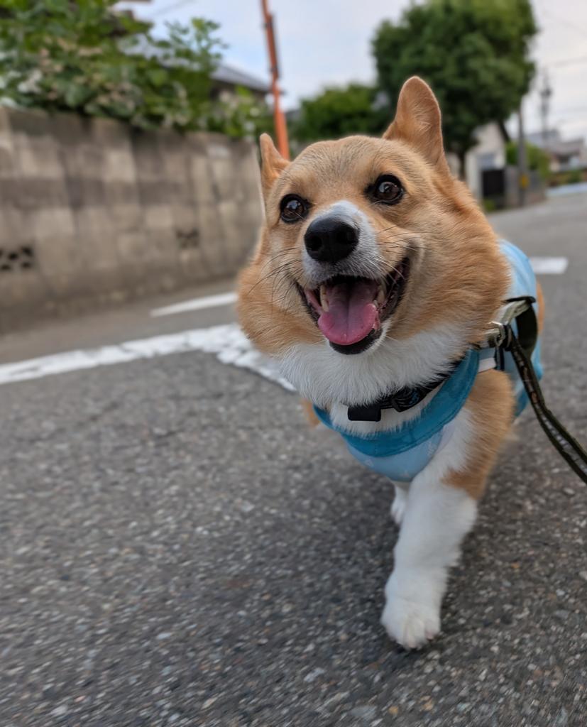 rikio0821's tweet photo. ٩(*´︶`*)۶おはよ〜♬朝んぽ🐾
今朝は️️️⛅️散歩には快適な朝です😊
かあさんは体の痛みに耐えながら😂こんな日はルイたんの牛の歩み🐮が助かるわ～🤣❤
今週も元気によろしくワン🐶❣️
#コーギーのいる暮らし https://t.co/igzxwYeNXS