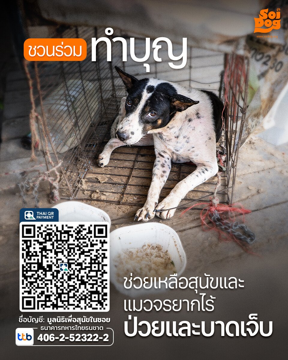 MooandMore's tweet photo. เราทำบุญออนไลน์ค่ะ
โรงพยาบาล
ช่วยเหลือเด็กกำพร้า
บริจาคโลงศพ
ช่วยเหลือน้องหมาน้องแมวค่ะ https://t.co/4nIugmbOGz