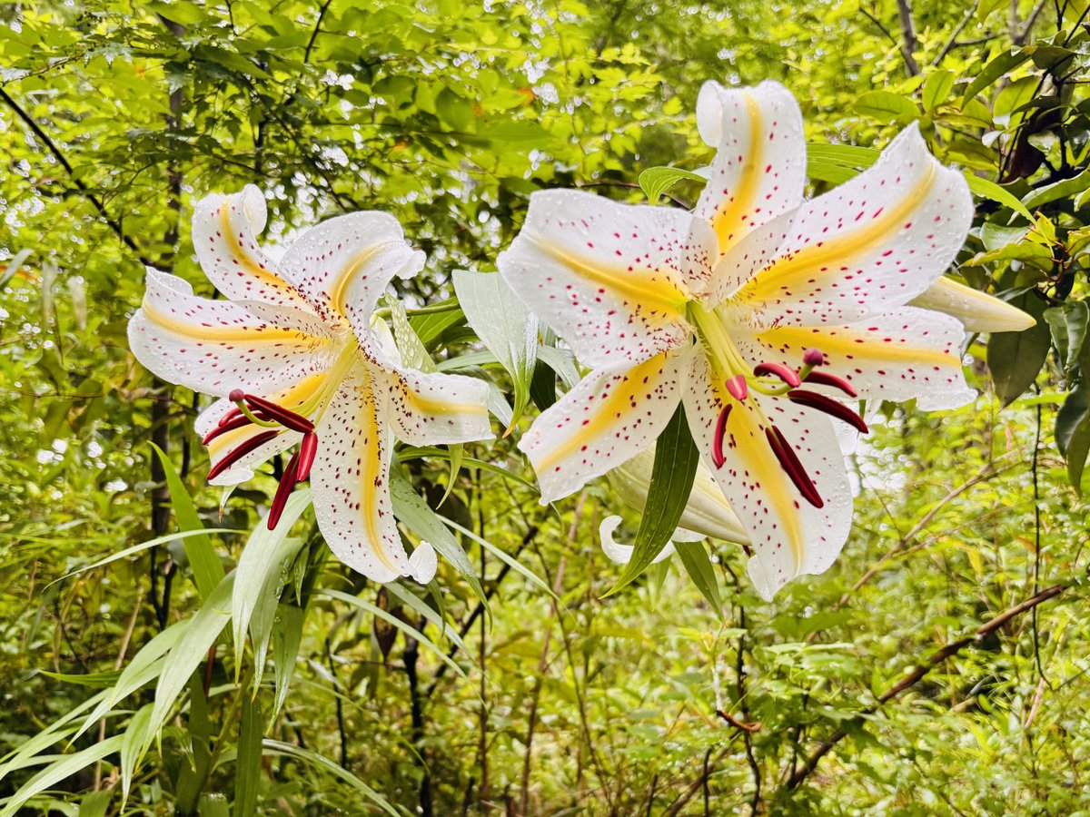zamayato_daily's tweet photo. 夏を彩るかながわ県の花ヤマユリが咲き始めました！
＃座間谷戸山公園　＃座間市　＃ヤマユリ　＃神奈川県の花 https://t.co/h8dqNKtUdD