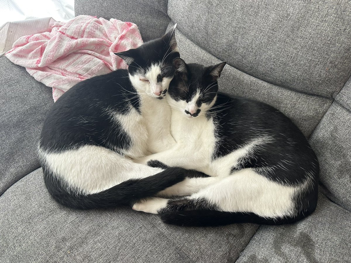 kuro5696's tweet photo. 最近くっついて寝る事が多い猫たち https://t.co/eWKWGti9io