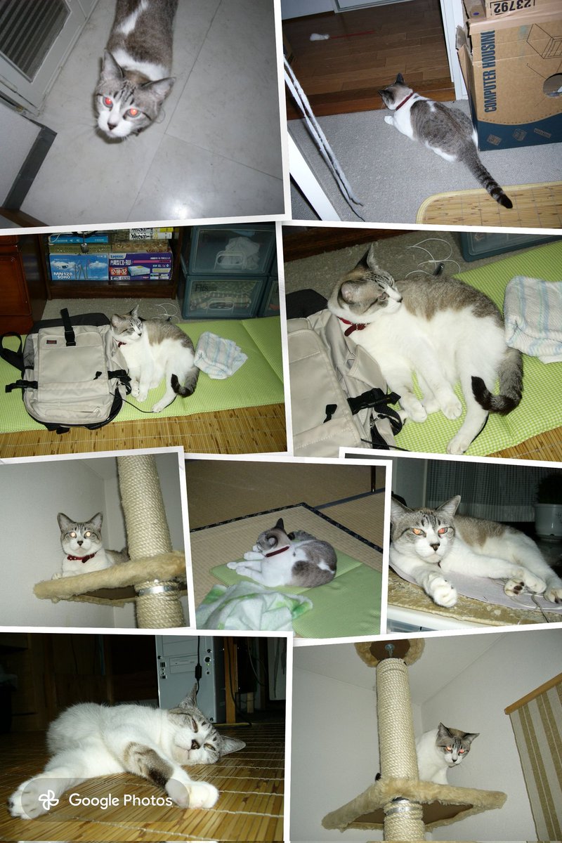 ねこさま様 23年前のねこさま