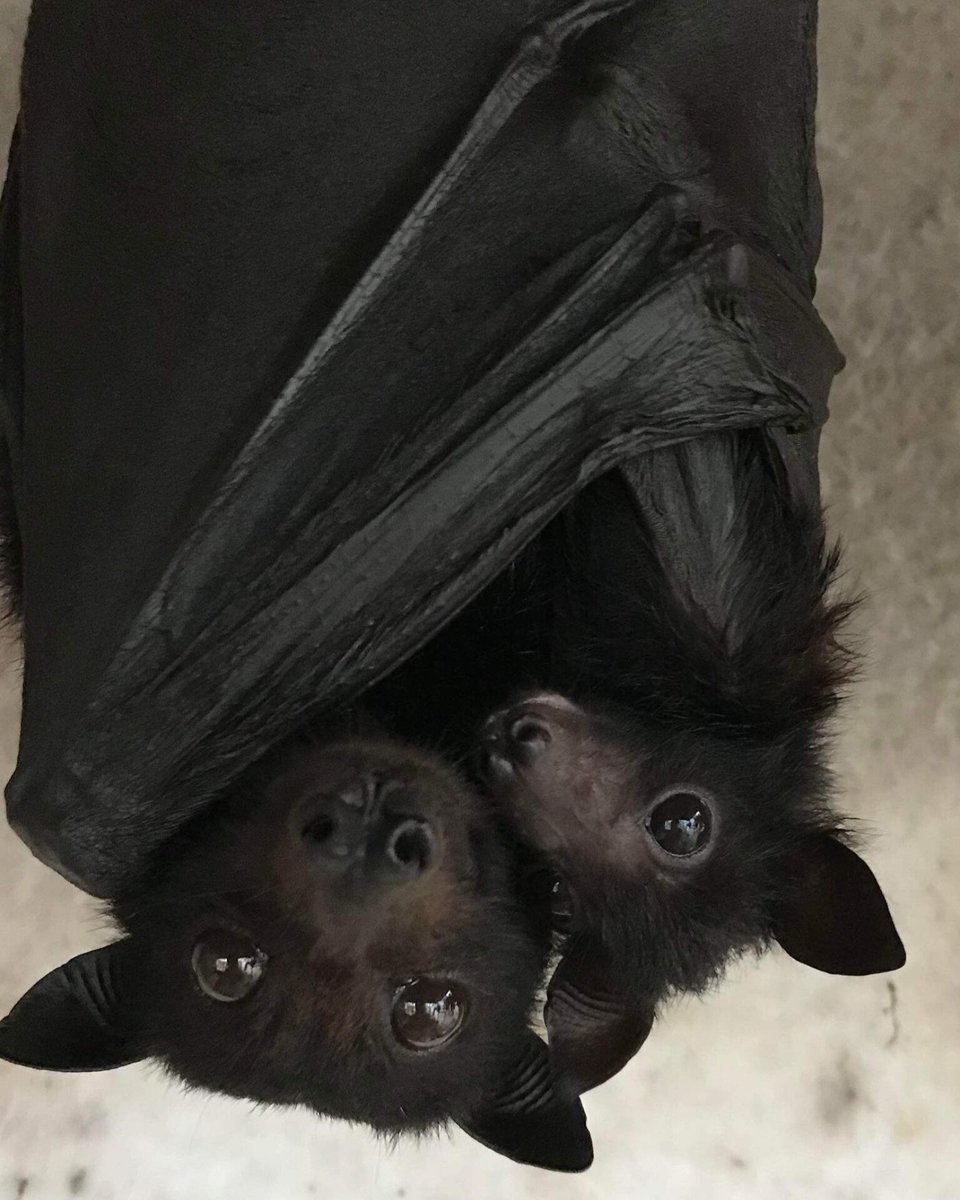 AnimalGeoLife's tweet photo. Introducing adorable black flying fox mother and baby duo: Rosemary and Sage 🦇 https://t.co/rBNWu2xdeD