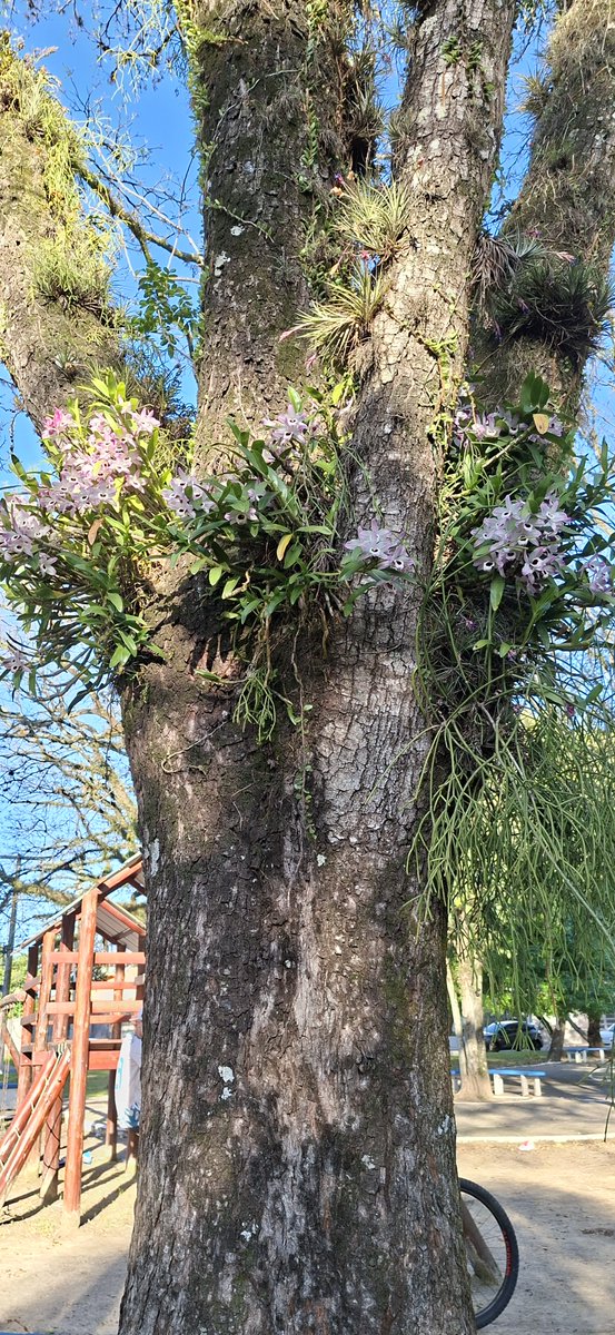 MeuDeusNatureza's tweet photo. Uma invasão que ninguém quer deter: orquídeas. https://t.co/lcrzjyrCFg