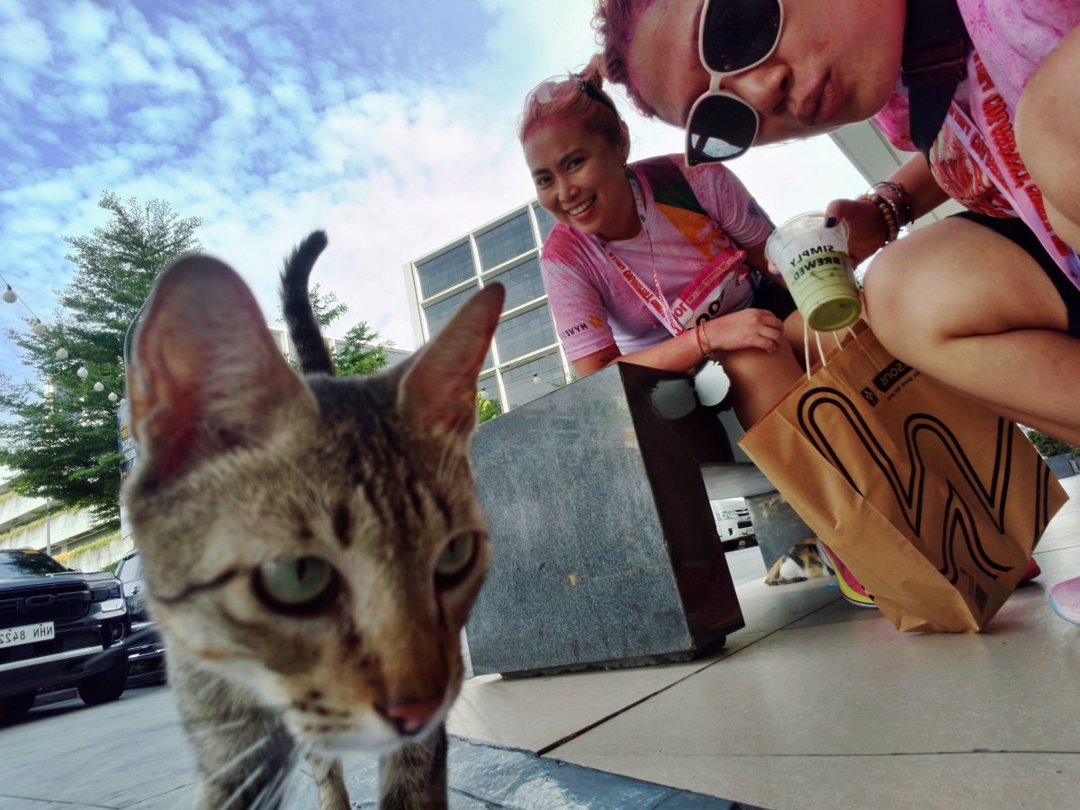 junowbabe's tweet photo. ... Touch me with your eyes only 👀 meow 🐈 #cats https://t.co/HbghjAFxlp