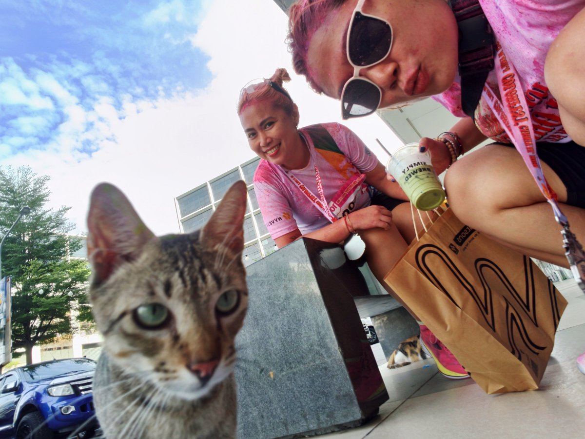 junowbabe's tweet photo. ... Touch me with your eyes only 👀 meow 🐈 #cats https://t.co/HbghjAFxlp