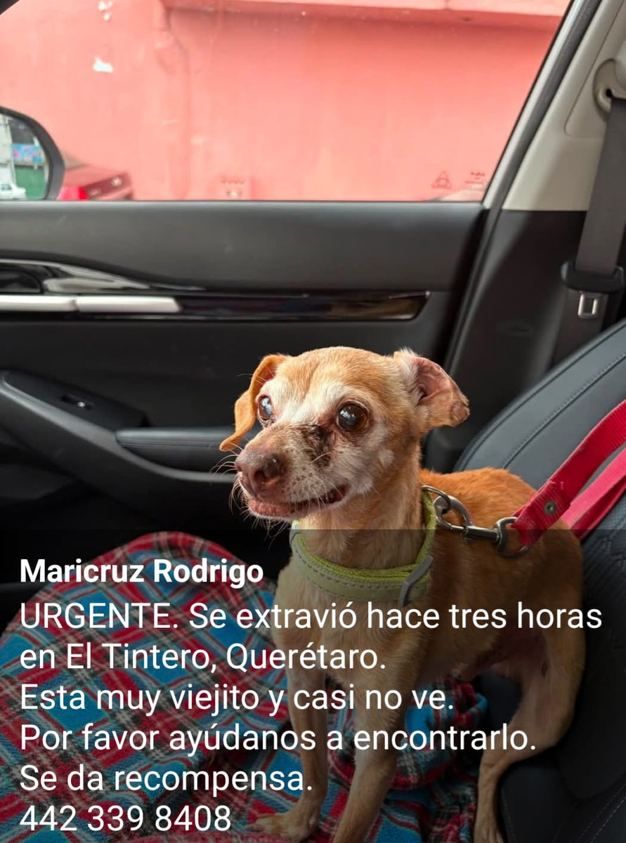 paolin2000's tweet photo. 🆘🆘🆘 Su familia lo busca, ayúdame a que regrese a casa 🙏🥺🐶..
#coloniaeltintero 
#queretaro https://t.co/ND67548EKE