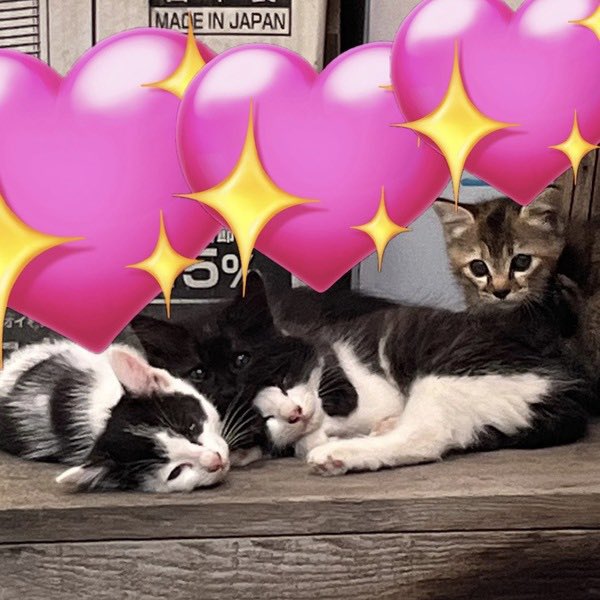 satoya_boshu's tweet photo. 4兄弟 子猫
推定0歳1ヶ月
♂・♀ 香川県

祖父宅周辺で暮らしていた母猫が4匹の子猫を出産し倉庫で子育てをしているらしく、保護を予定してます。5匹全員をお迎えすることは難しいため、子猫たちの里親さんを募集しています。
7月上旬保護予定、その後ノミダニ駆除をして7月下旬〜譲渡予定です。 https://t.co/yyx1hw2Fce