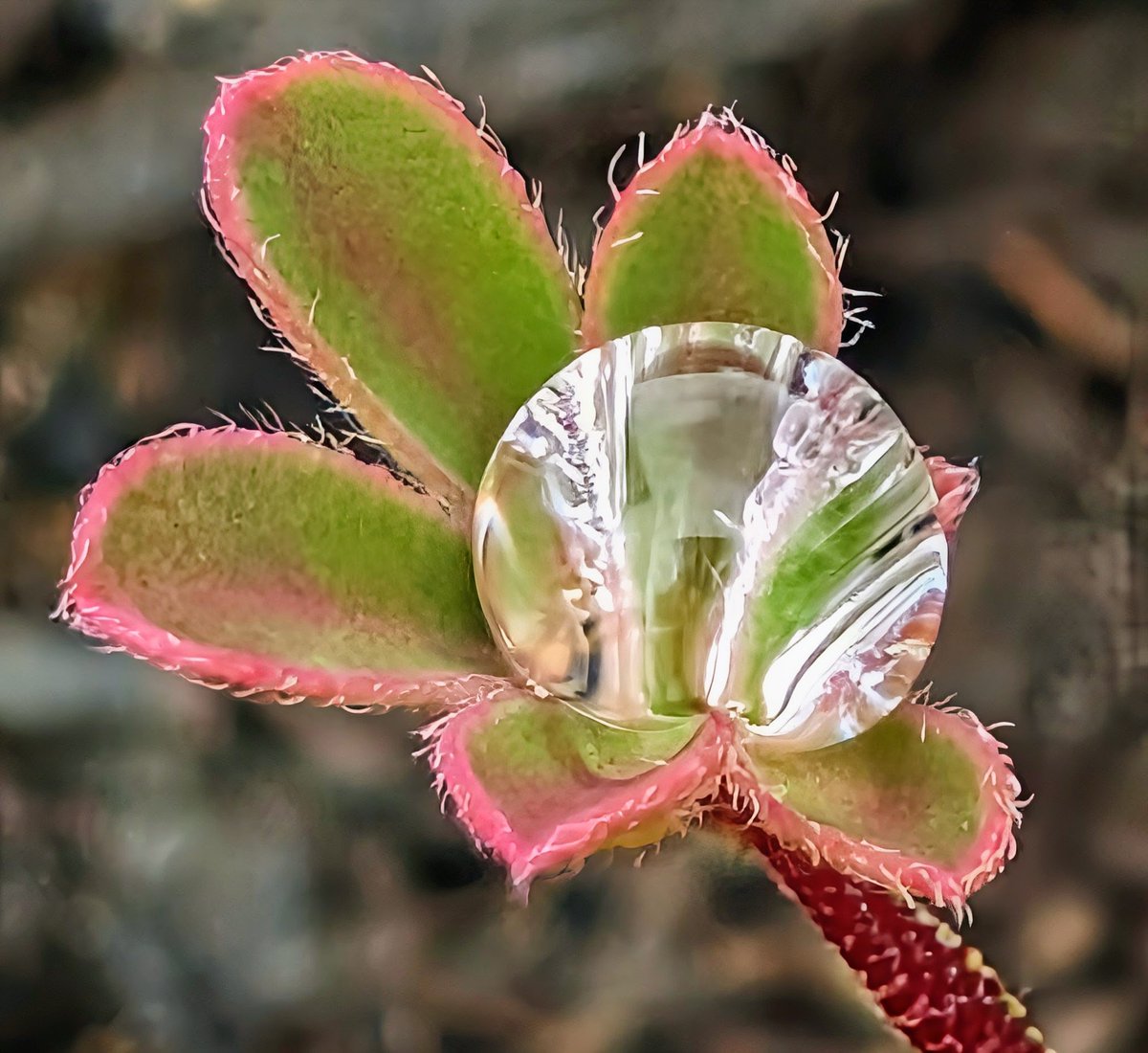 PrayerfulMantis's tweet photo. In my hand is the Orb of Agape.
Freely we were given so freely we should give.
🤍🙏🎼☮️
#MacroMonday #FlowerPower https://t.co/6AtD8pLCVc