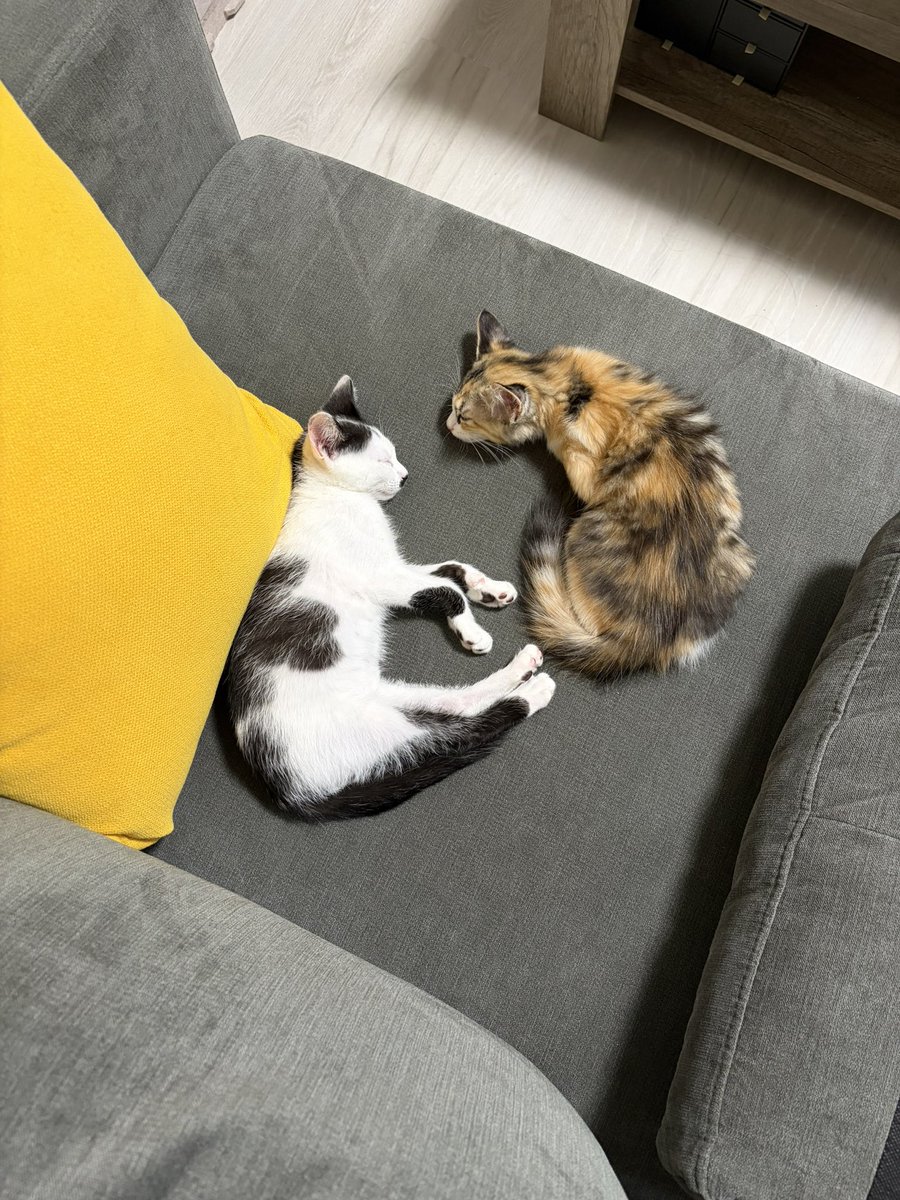 mikida_yo's tweet photo. いきてます！
最近は生後2ヶ月の子猫ちゃんを迎えて毎日幸せ。姉妹猫でいつも同じところで寝てる🐈 https://t.co/t3oBRvcnuc