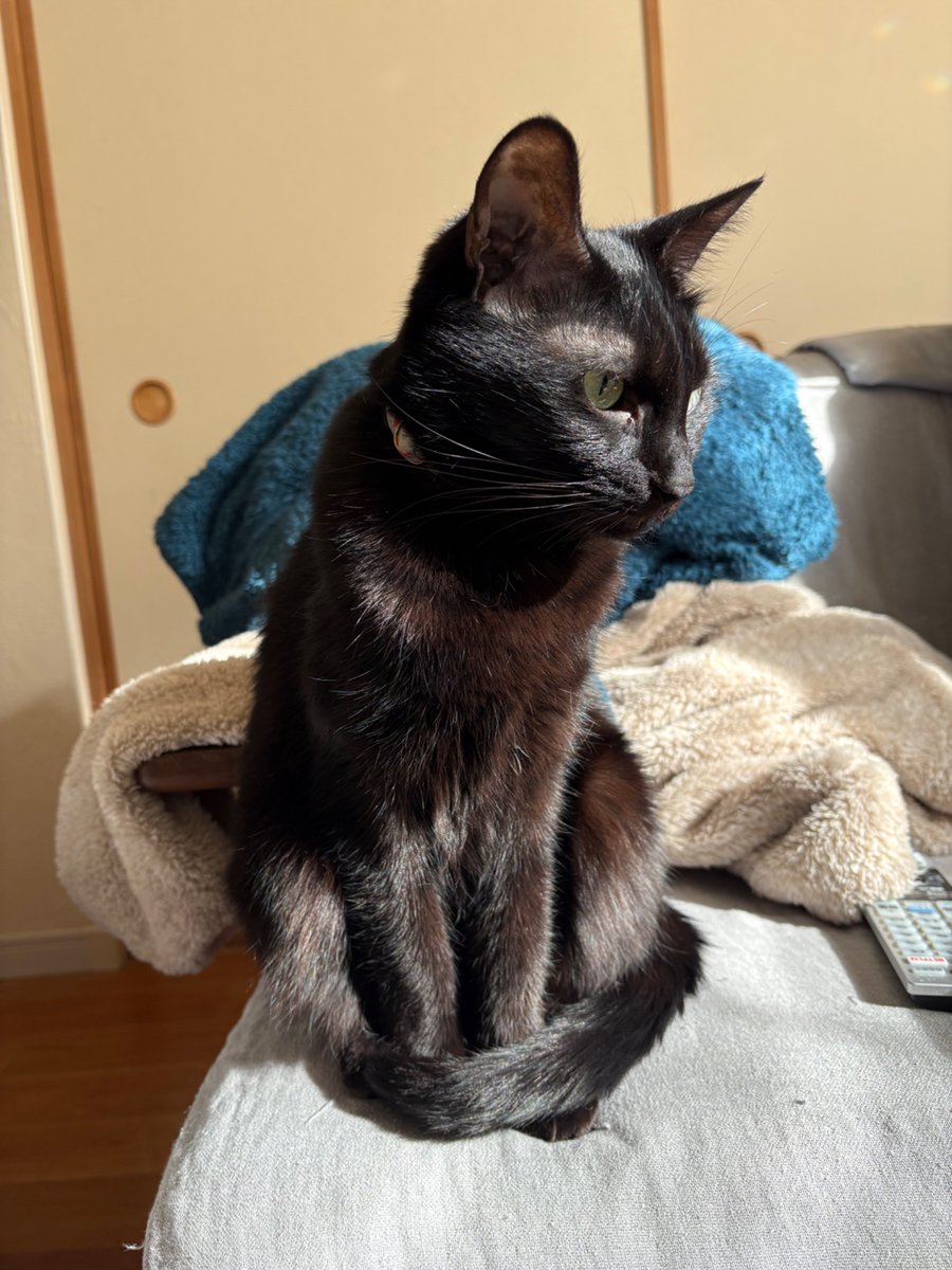 chokoshacho's tweet photo. 太陽光とウニコ様🐈‍⬛✨
美しさ増し増し💕 https://t.co/6vrHmorEYR
