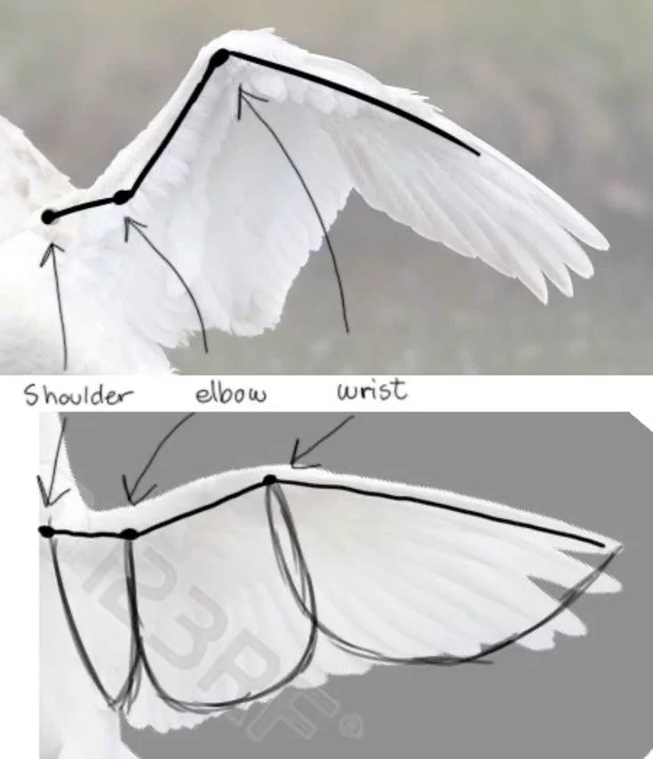 fznutri's tweet photo. Help with the wings of your OC https://t.co/u4a1lzXW6O