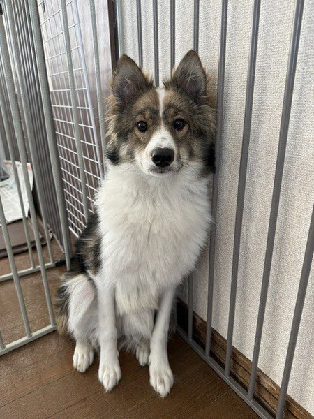 satoya_boshu's tweet photo. 紋別の犬　ロン君
推定0歳9ヶ月
♂ 北海道

雑種の中型犬（長毛）です。攻撃性はありませんが、人馴れトレーニング中。性格はシャイな一面もありますが犬同士で遊んでいると楽しそうな笑顔になります。先住犬のいるお家を希望します。 https://t.co/XHxPkkKV1C