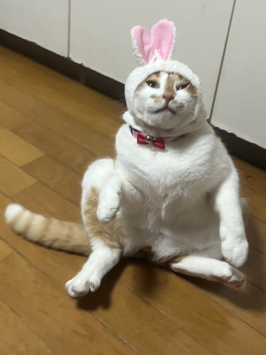 beetle_tkc's tweet photo. あとでわびちゅーるあげるからちょっとコレかぶってちょんまげ😭 https://t.co/wleyOtKBRl