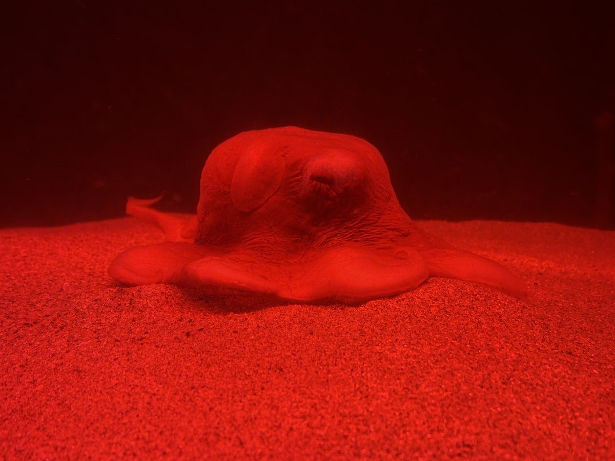 aquamarinestaff's tweet photo. 2階 親潮アイスボックスに
#オオメンダコ を展示しました。

飼育が難しい生き物です。
是非お早めにご覧ください！

#激レア #深海生物 #オオメンダコ #水族館 #福島 #アクアマリンふくしま https://t.co/Bl4evorOmu
