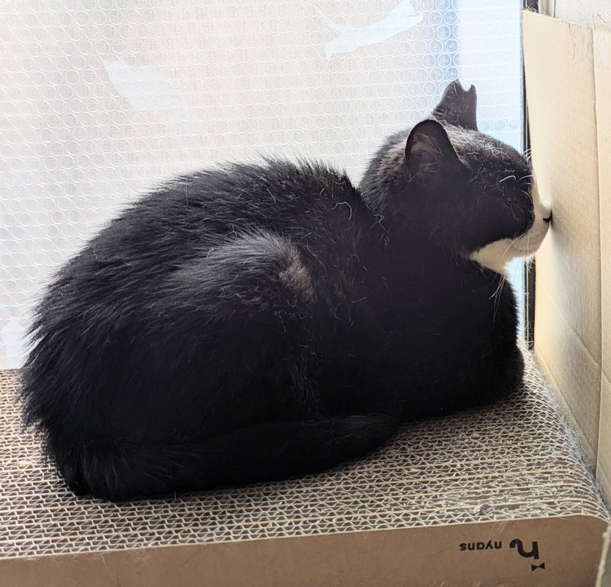 love4straycats's tweet photo. #くろ江ちゃん
宇宙と交信中😂

本当は熟睡中💤
朝ご飯の後はこうやって寝るのが日課。
近付いても気が付かないほど熟睡しています。

くろ江ちゃんの余生を共に過ごして下さる新しい家族を探しています。

#里親募集中
#保護猫
#シニア猫
#猫エイズ陽性
#キャリア猫
#千葉　#東京　#埼玉　#茨城 https://t.co/RlFNjn524L