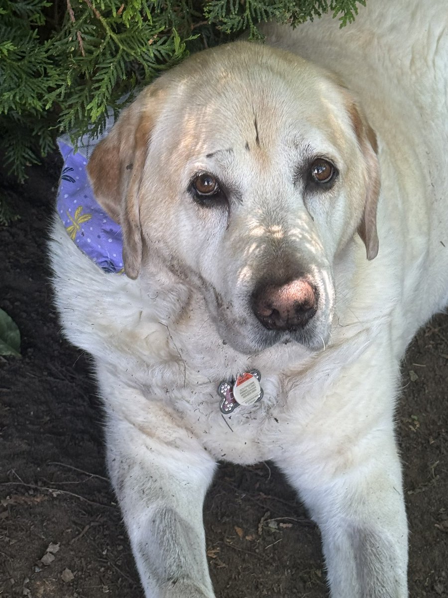 LinandDaisy's tweet photo. I may or may not have rolled in a bit of dirt while I was snoopervising Mom weed the gardens 🤭.
#dogsoftwitter 
#dogsofX https://t.co/MLg4Xf3UUd