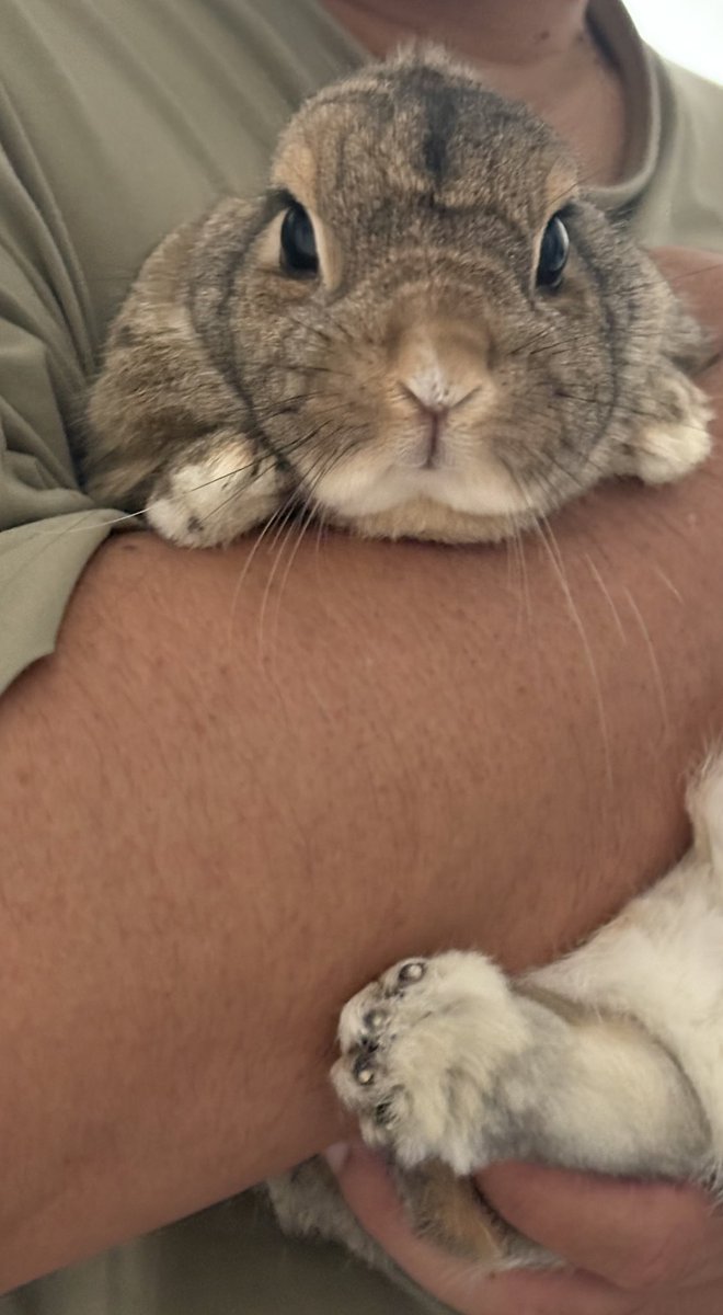 potemoco's tweet photo. 🐰{久々にテレワークのお父さんにちょっかい出しては何度もつかまってるちゃぴ✨ https://t.co/3gocZdBuIs