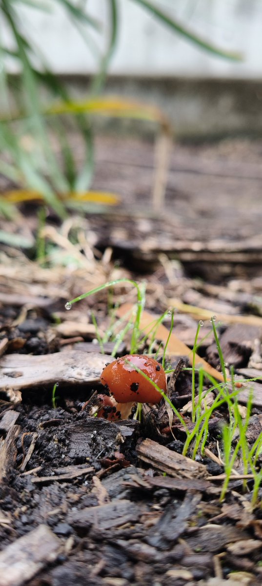 god_creations21's tweet photo. #mashrooms #fungi #fungus #leaves #colourful #explore #photography #scenery #australia #beauty #nature #plants #art #adventure 
#فطر #فطريات #جمال #طبيعة #أستراليا #مناظر #زرع #تصوير #بحث #أوراق #ألوان #فن #إكتشاف #إكسبلور #مغامرة https://t.co/GNAFfTxWvY