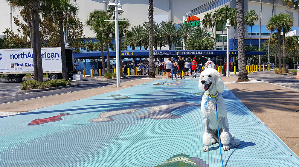 BaseballPoodle tweet picture