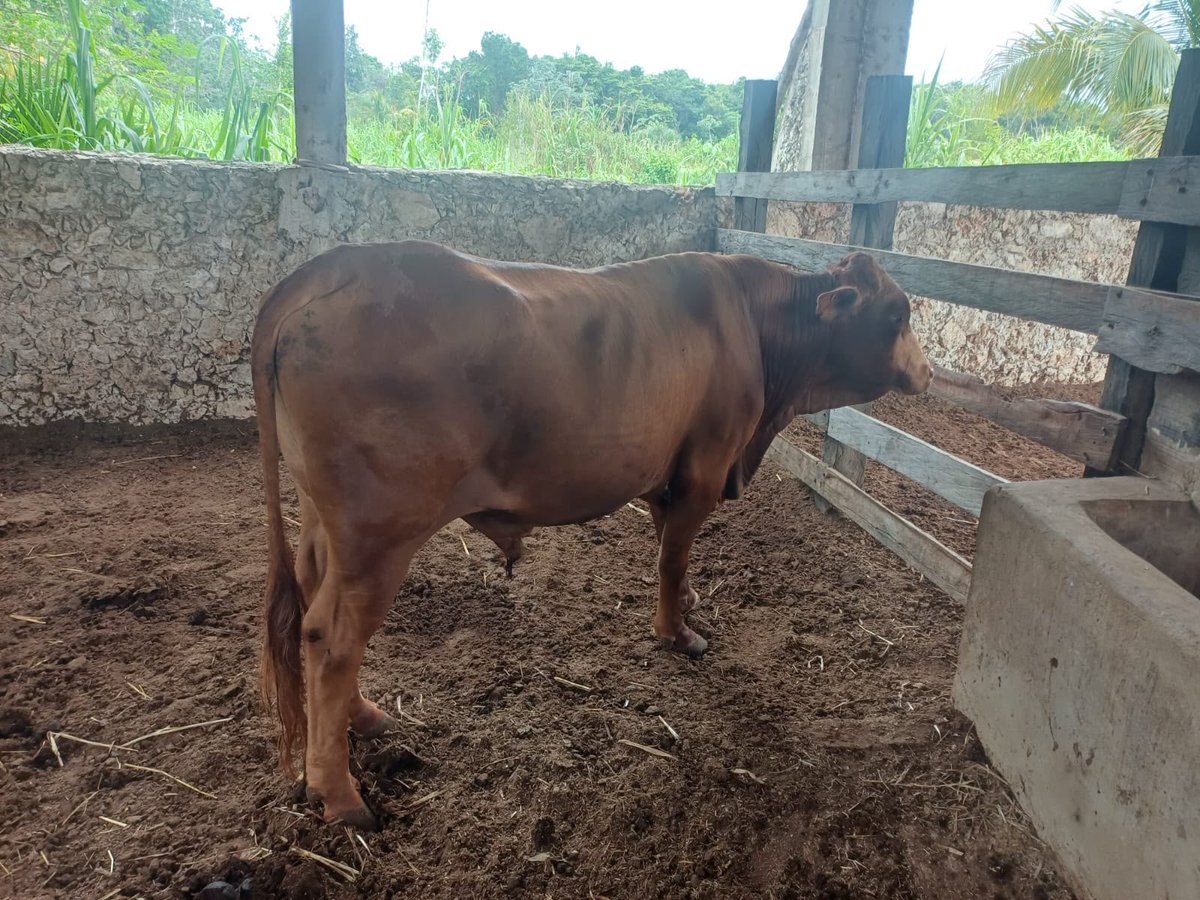 qrooexpress's tweet photo. Gobierno de @estefaniamerkdo fortalece #sectoragropecuario con #atenciónveterinariaespecializada - https://t.co/1pyx1XmBjb
#QRooExpress #Noticias #PlayaDelCármen #QuintanaRoo #QRoo #Entérate #ProsperidadParaTodosYTodas #sigamoshaciendohistoria #Desarrollo #COmunidadesRurales https://t.co/bWsEBzhANU