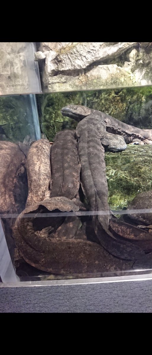 famiLtiki's tweet photo. なんか鴨川のオオサンショウウオが人気でたとかで、、

京都水族館行った時のオオサンショウウオの写真載せてみる！
いっぱいいるよ！ https://t.co/wf14WqQDcz