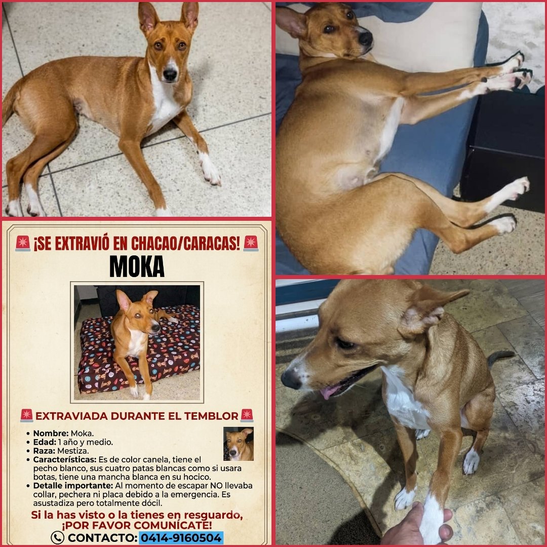 AyudaAnimales♥ tweet media