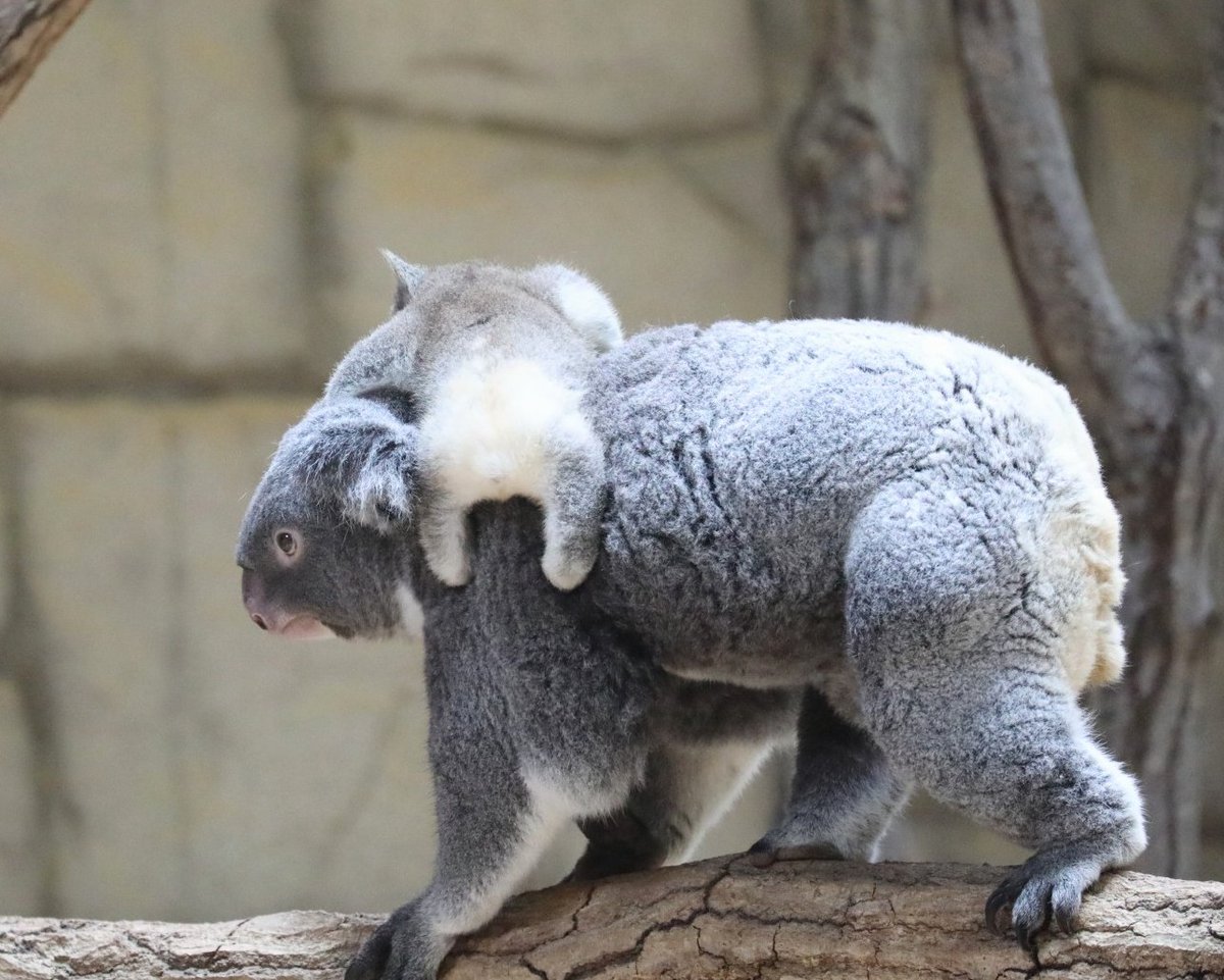 higashiyama5555's tweet photo. コアラの赤ちゃんのお尻は白くてふわふわ🐨

りんともなか親子（定期）
＃東山動植物園　＃コアラ https://t.co/PAQQZMCExv