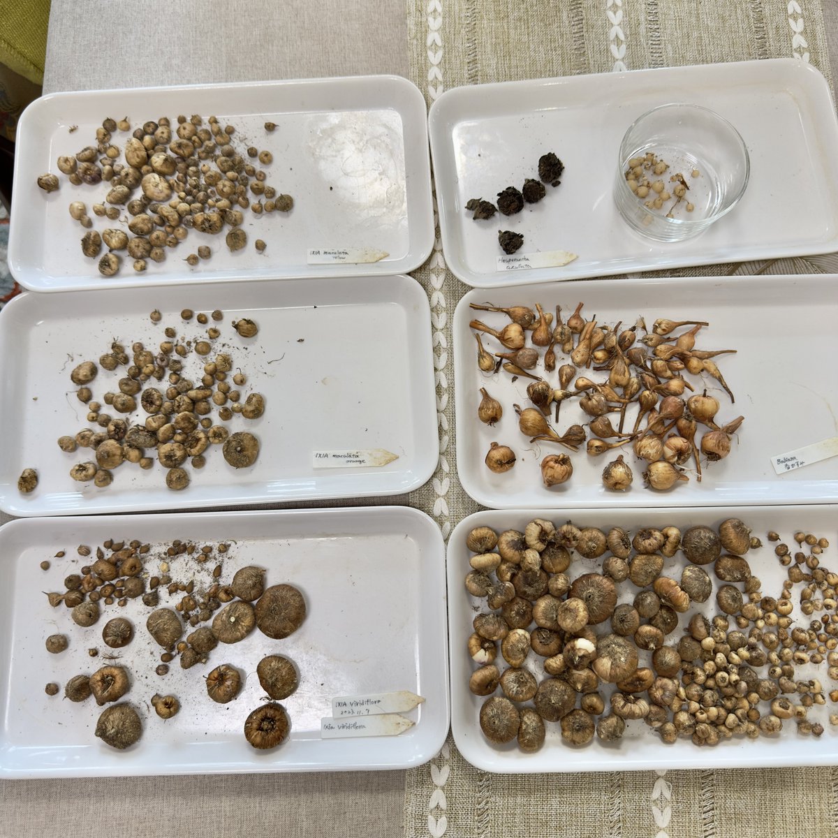 JIN0039's tweet photo. 先週末は球根掘り
花の様子がちとおかしい事になってきたので球根の様子を見る為に植え替え決行。
ついでにヘスペランサとバビアナも。
結果、分岐した球根の育つスペース不足で一個がクソデカくなってる件www プランターだと植えっぱなしは精々2年だねぇ。当たり前かw
#Ixia
#JIN_plant https://t.co/vrLMHxXSO9