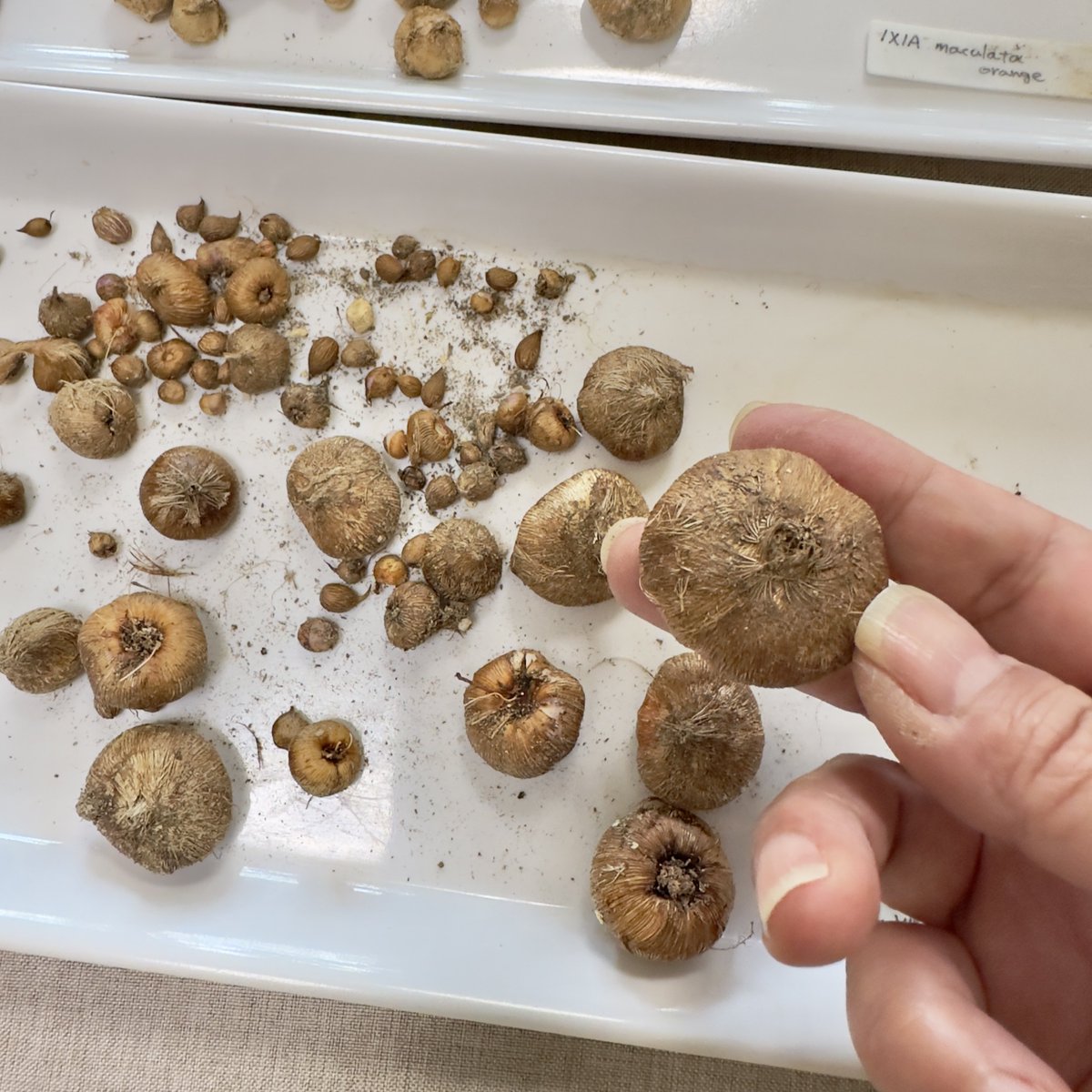 JIN0039's tweet photo. 先週末は球根掘り
花の様子がちとおかしい事になってきたので球根の様子を見る為に植え替え決行。
ついでにヘスペランサとバビアナも。
結果、分岐した球根の育つスペース不足で一個がクソデカくなってる件www プランターだと植えっぱなしは精々2年だねぇ。当たり前かw
#Ixia
#JIN_plant https://t.co/vrLMHxXSO9
