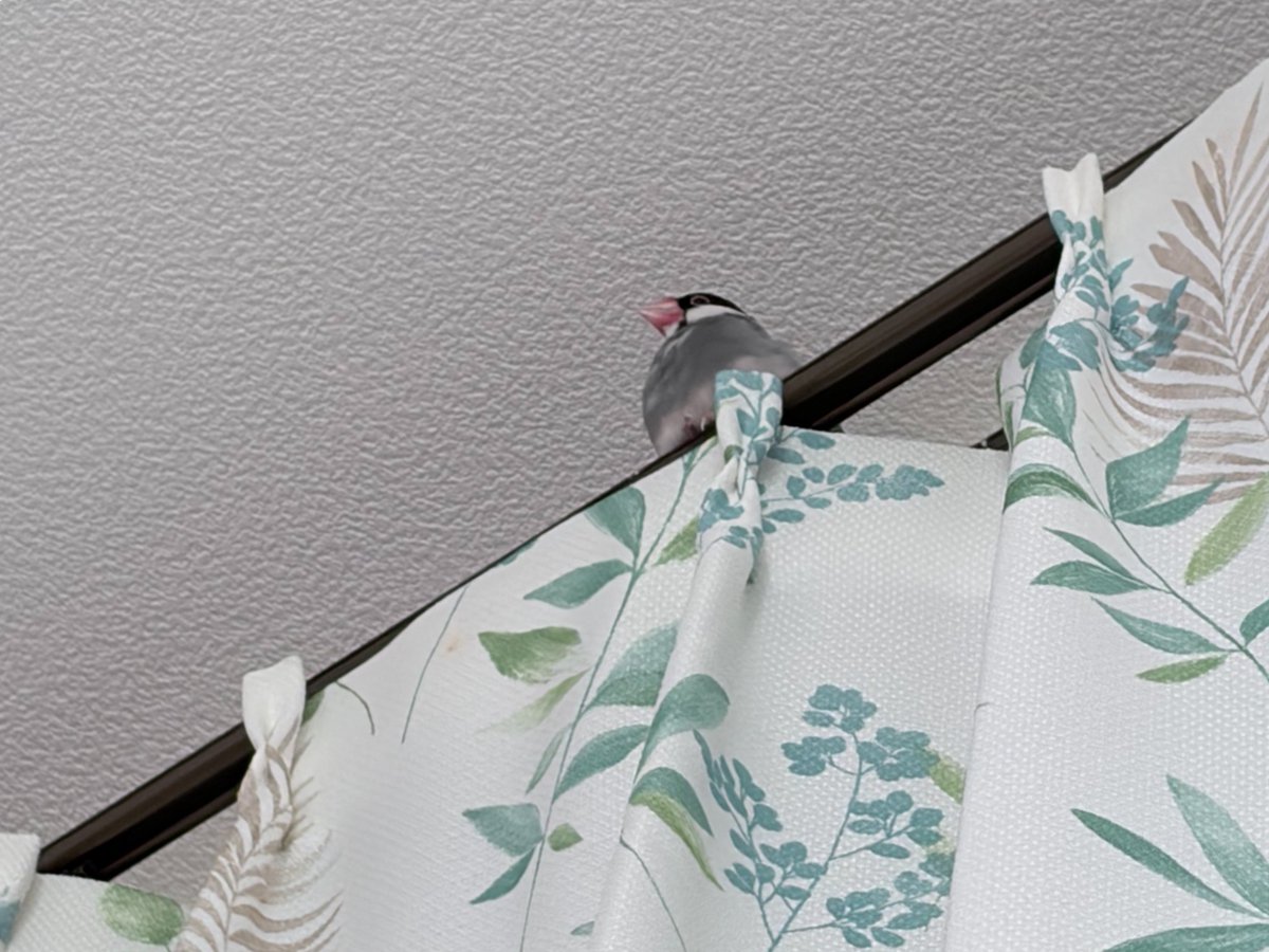 coberuch's tweet photo. 遠いとおいリノオーレさんの、かわいい爪とふかふかのおなかです。
カーテンレールが透明ならいいのに
#リノオーレさんと https://t.co/Dp47oQl4hC
