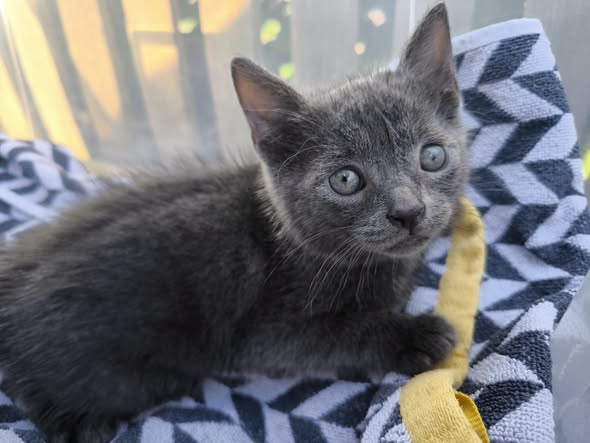 yolandaschultes's tweet photo. 74831. Gundelsheim
Kitten am Zaun festgebunden gefunden
Kopie Tierrettung Unterland e.V.
Gundelsheim
Tatort "Zaun" - Mehr als ein großes Fragezeichen!
Anwohner der Herbststraße in Gundelsheim meldeten die Feststellung von zwei mit einem Expander an einen Zaun in praller Sonne fixierten Katzenkindern.
Die beiden etwa 6-7 Wochen alten Tiere wurden geistesgegenwärtig durch die Melder aus ihrer Situation befreit und in den Schatten verbracht, nach kurzem Check konnten sie zur weiteren Versorgung in die Obhut des Tierschutzverein Heilbronn und Umgebung e.V. übergeben werden.
Was wen genau dazu veranlasste die Jungtiere in dieser Hitze dort festzusetzen ist nun Gegenstand weiterer Ermittlungen, wer Hinweise oder Beobachtungen melden kann wendet sich bitte unter 07132 - 85 99 719 an unsere Notfallnummer oder direkt an das Ordnungsamt der Stadt Gundelsheim